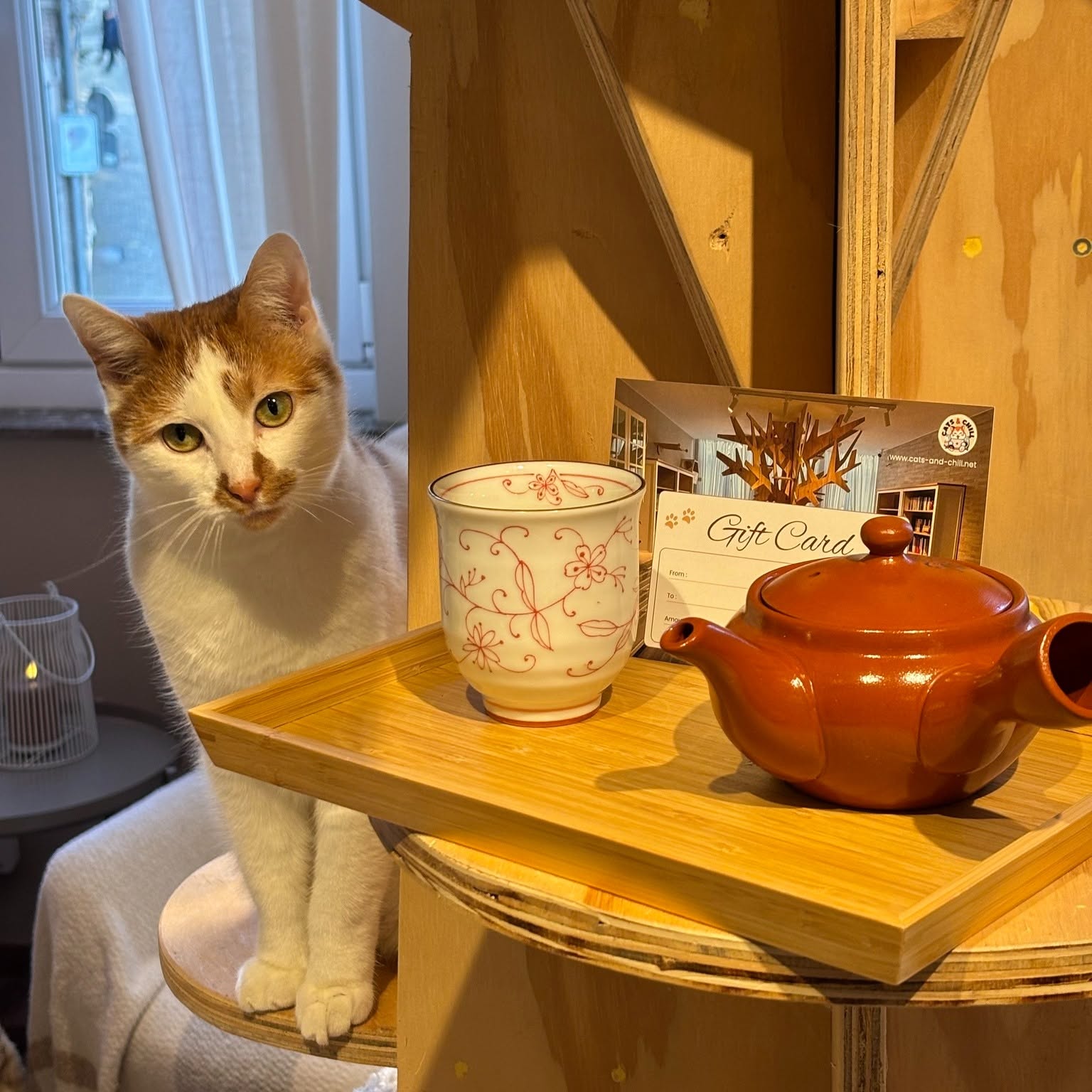 Un des chats résidents — chat blanc et roux près d'une théière