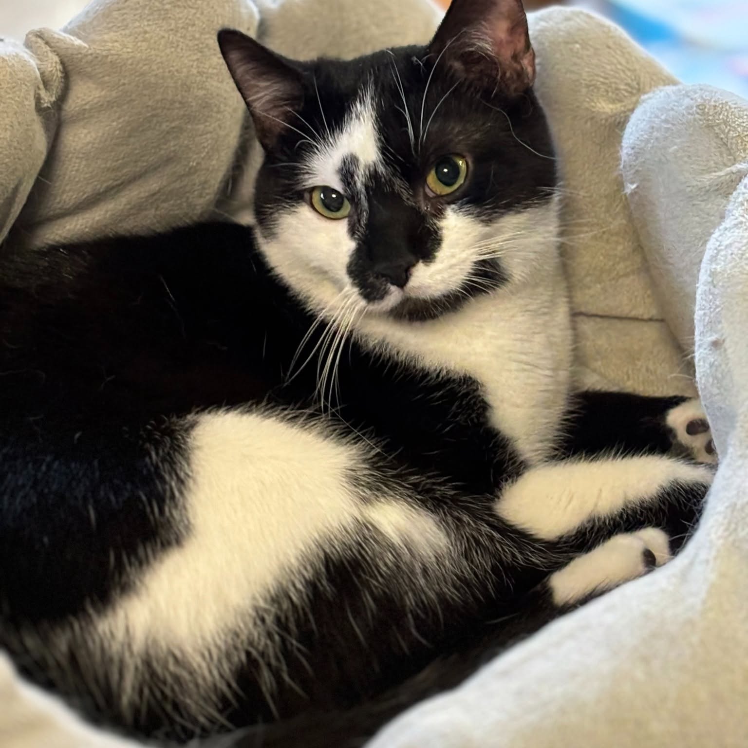 Un des chats résidents — chat tuxedo lové dans un panier moelleux