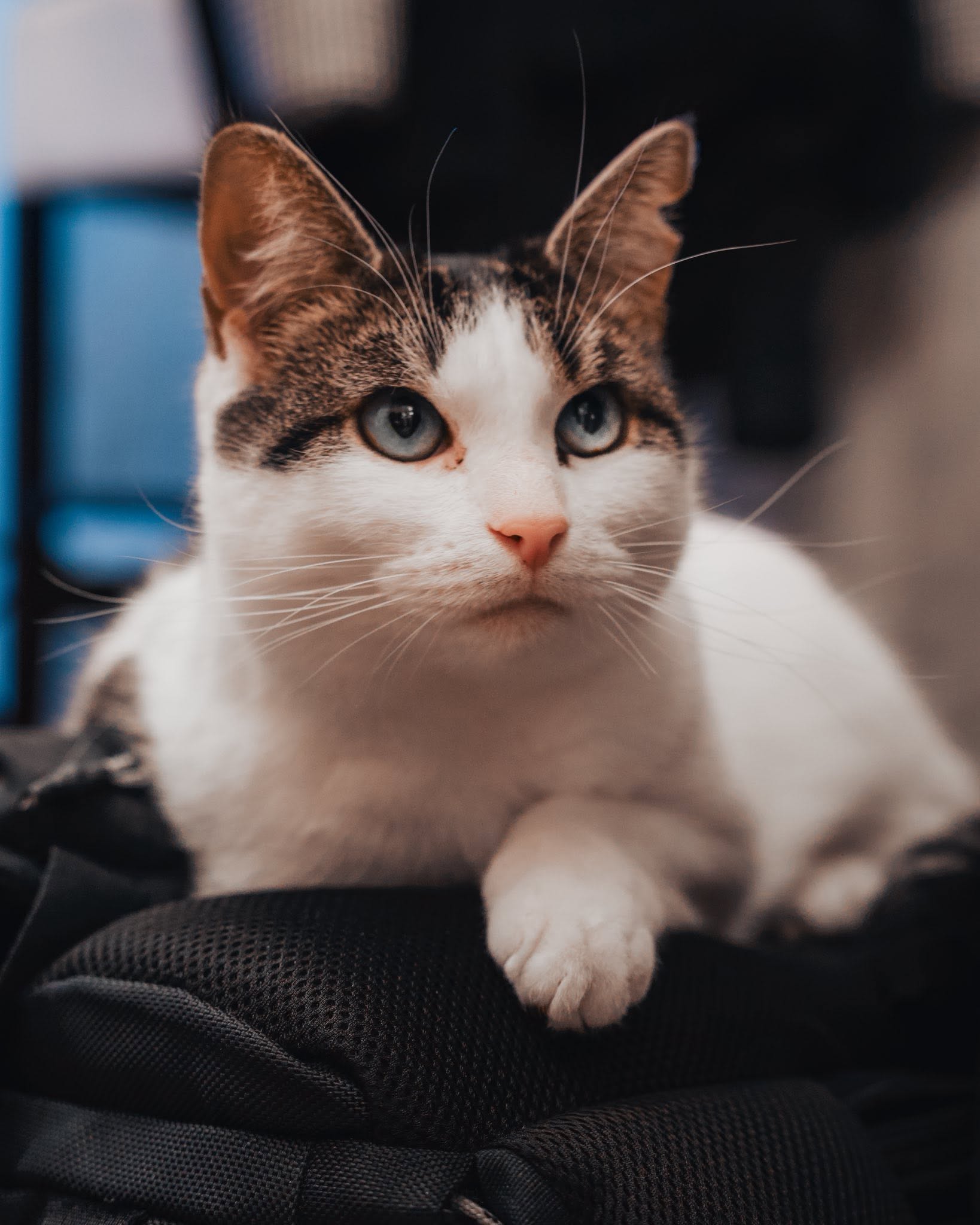 Un des chats résidents — chat tabby aux yeux bleus