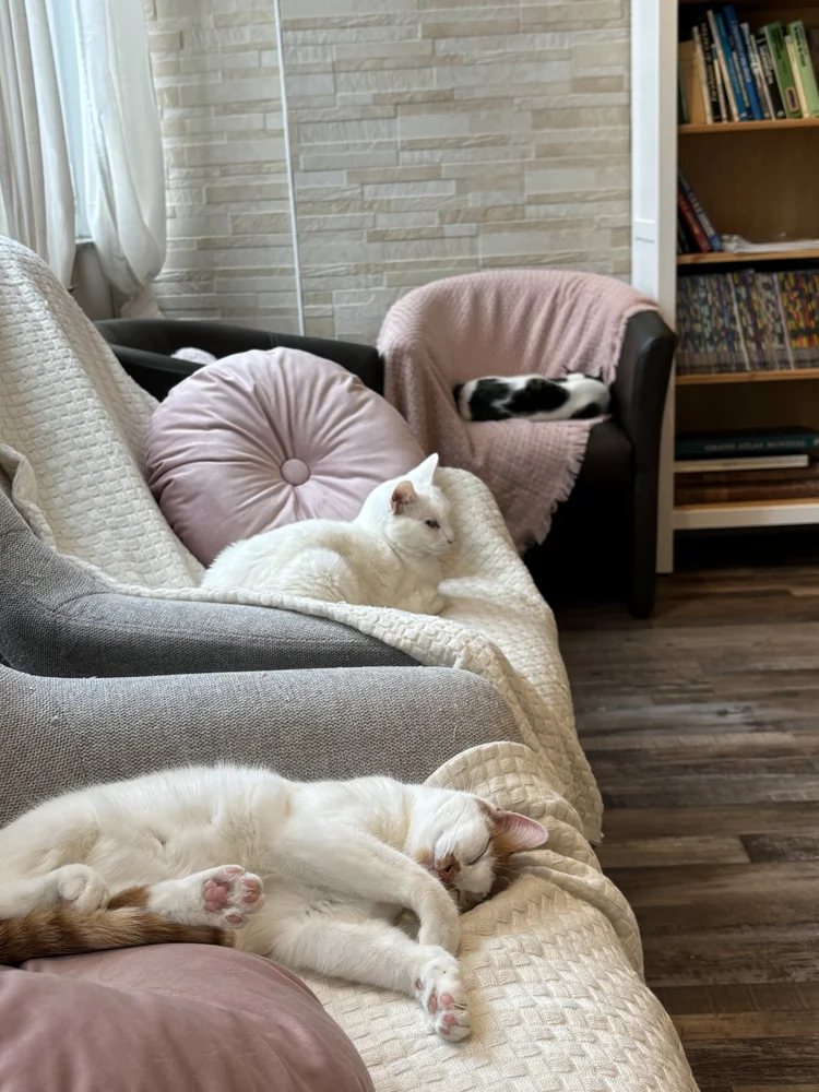 L'étage privatif de Cats & Chill — deux chats lovés sur des coussins, plaid rose poudré, bibliothèque