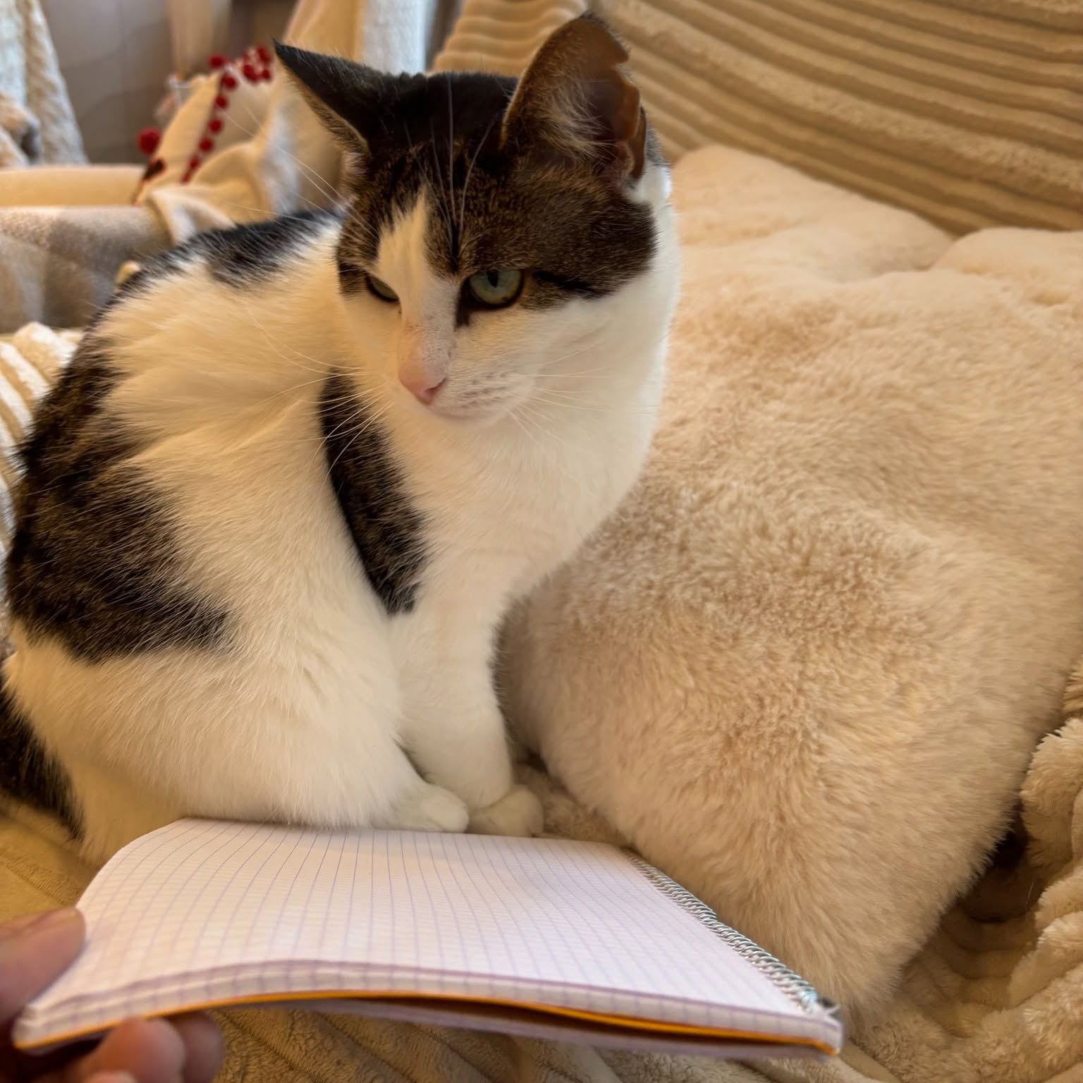Un des chats résidents — chat calico posé sur un carnet