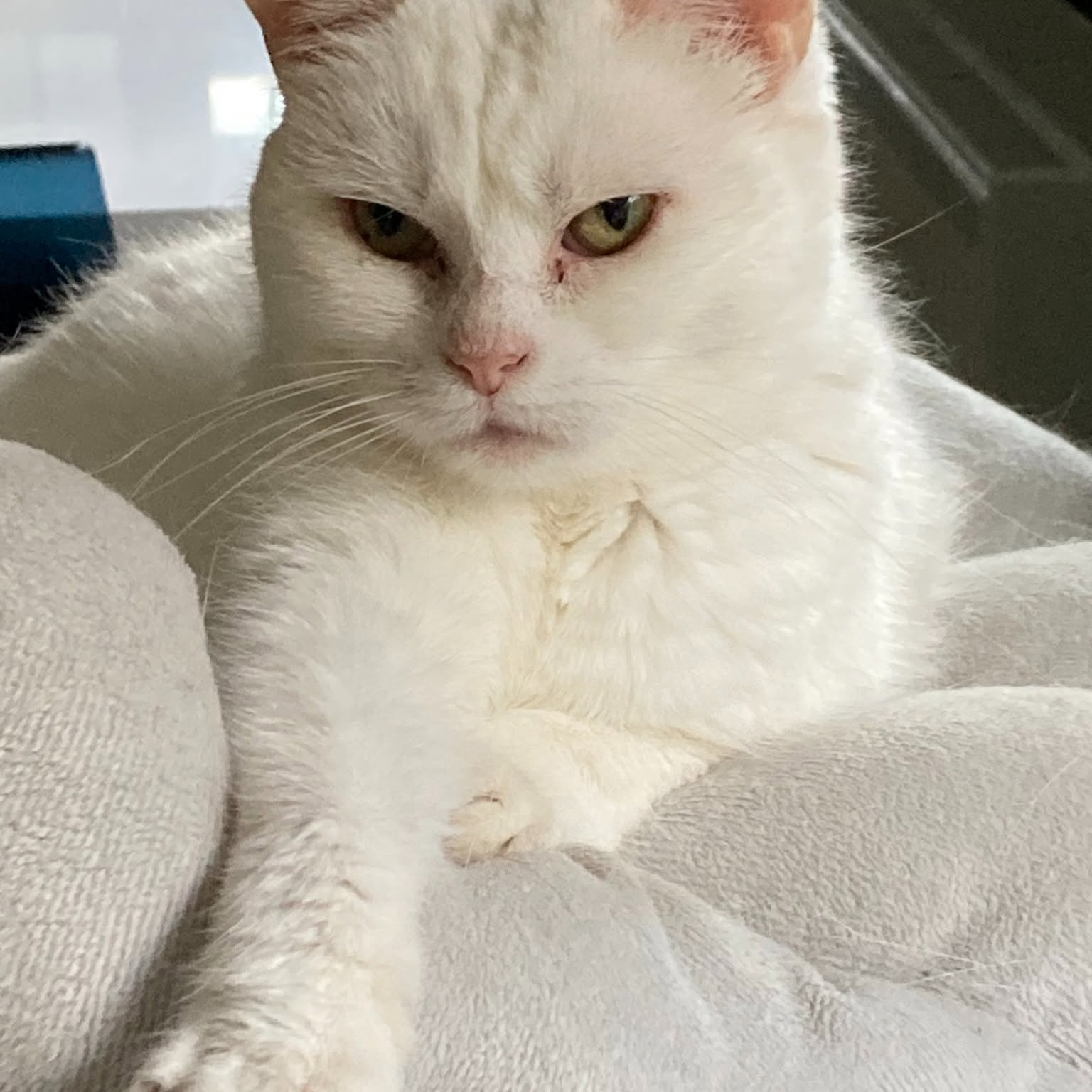 Un des chats résidents — chat blanc au regard intense