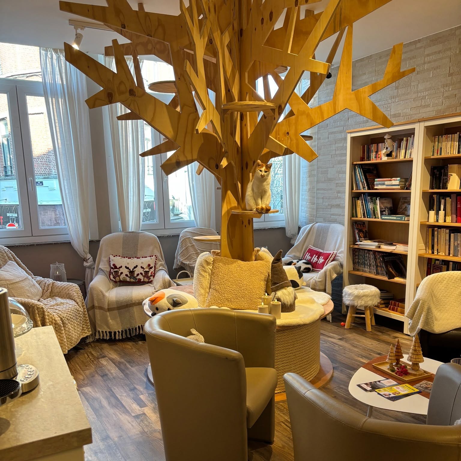 L'étage de Cats & Chill — arbre à chat en bois clair, fauteuils crème, coussins et bibliothèque